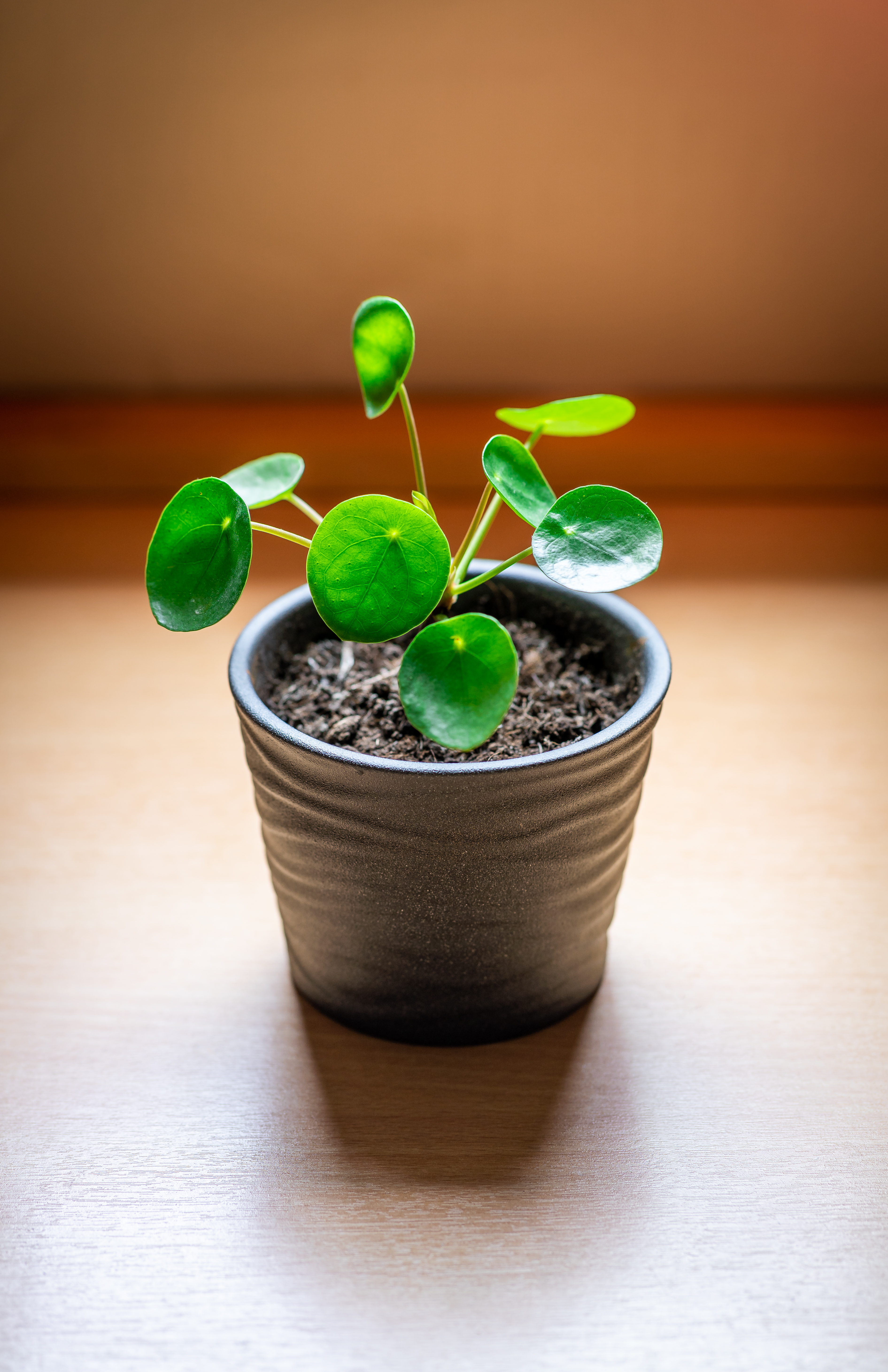 Product photography preview